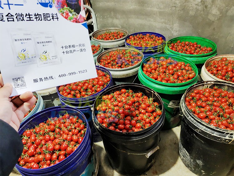 夫沃施進口肥怎么樣？