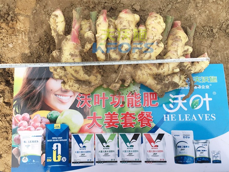 水溶肥用量少，可是效果卻很好！