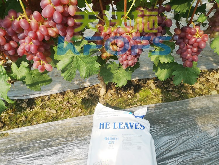 水溶肥用量少，可是效果卻很好！