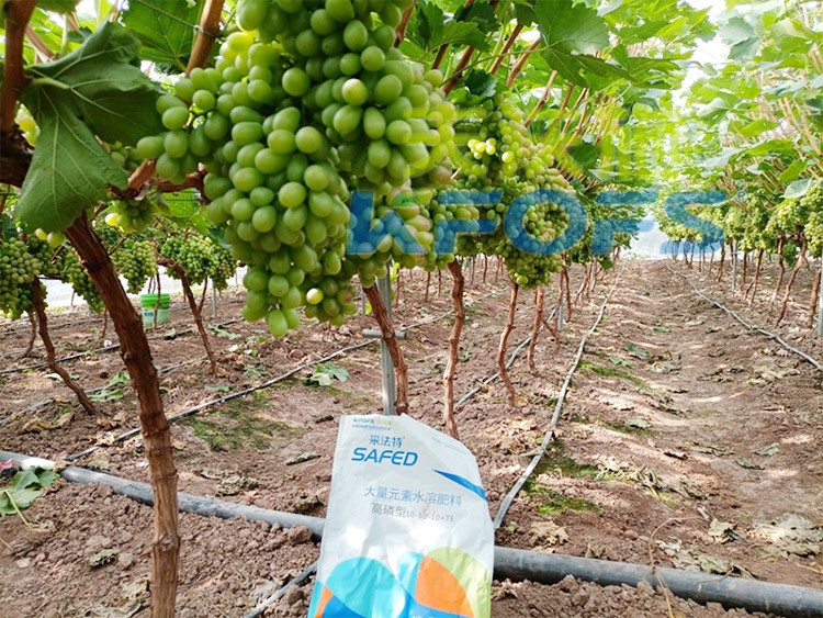 水溶肥價格高，可是用的人卻很多！