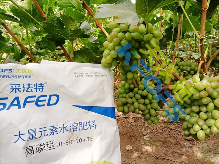 水溶肥價格高，可是用的人卻很多！