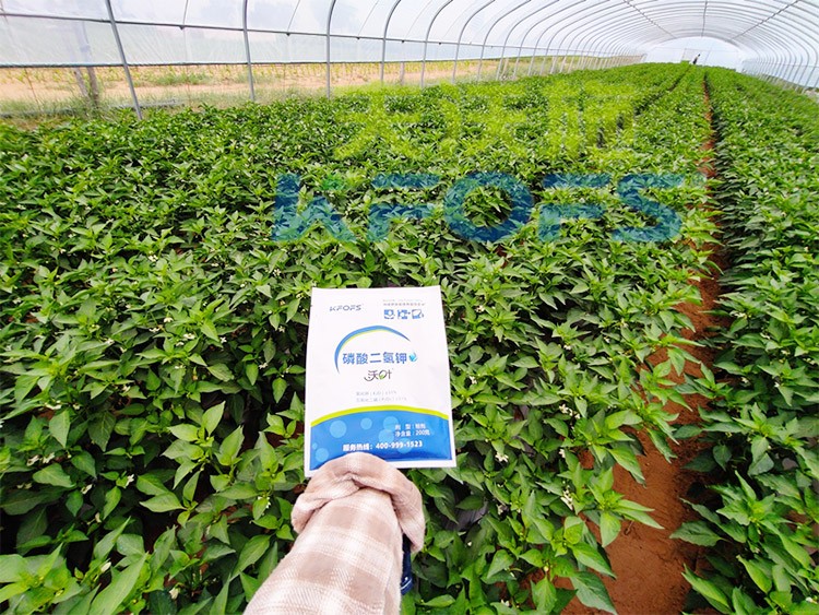 磷酸二氫鉀不好用？那是因?yàn)闆](méi)選對(duì)！