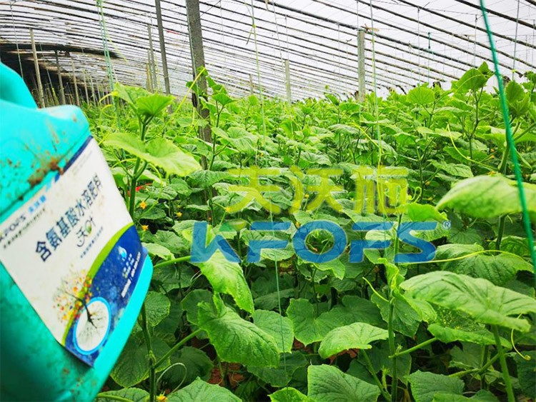 水溶肥那么多，為什么推薦你用這款？