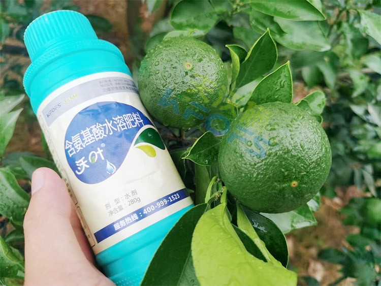 柑橘膨果轉色期用什么水溶肥好？