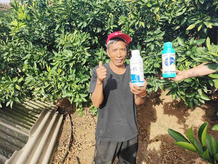 柑橘轉色，這幾點你一定要注意！