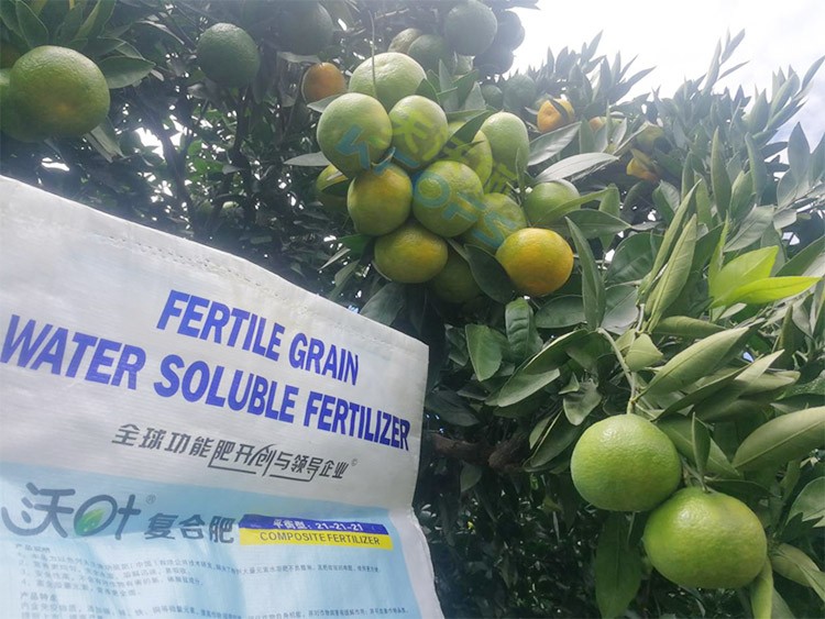 柑橘轉色，這幾點你一定要注意！