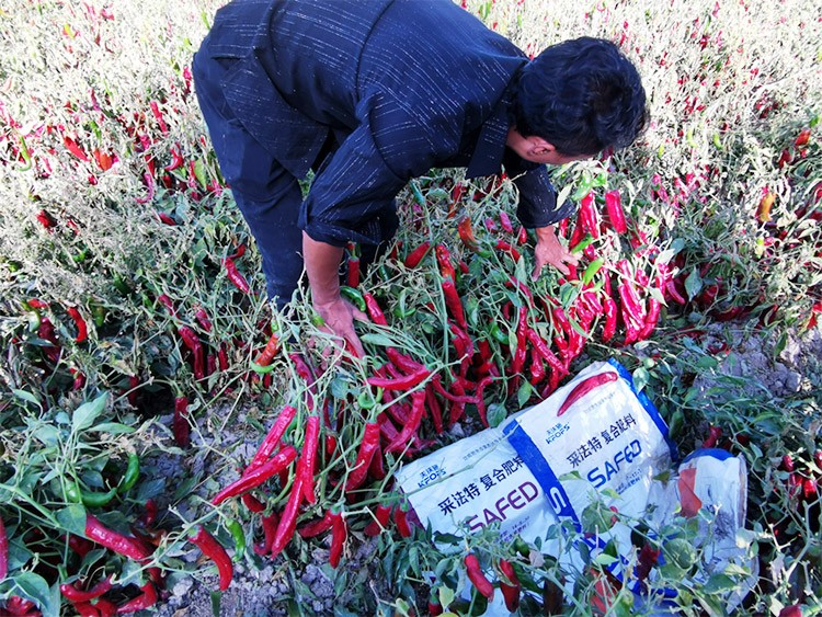 顆粒水溶肥蔬菜上該選什么樣的？