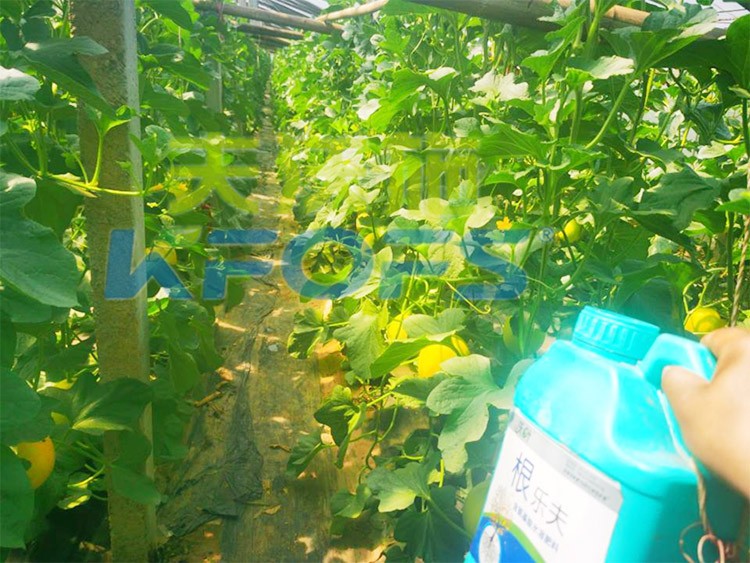甜瓜用哪個(gè)水溶肥廠家的產(chǎn)品好？