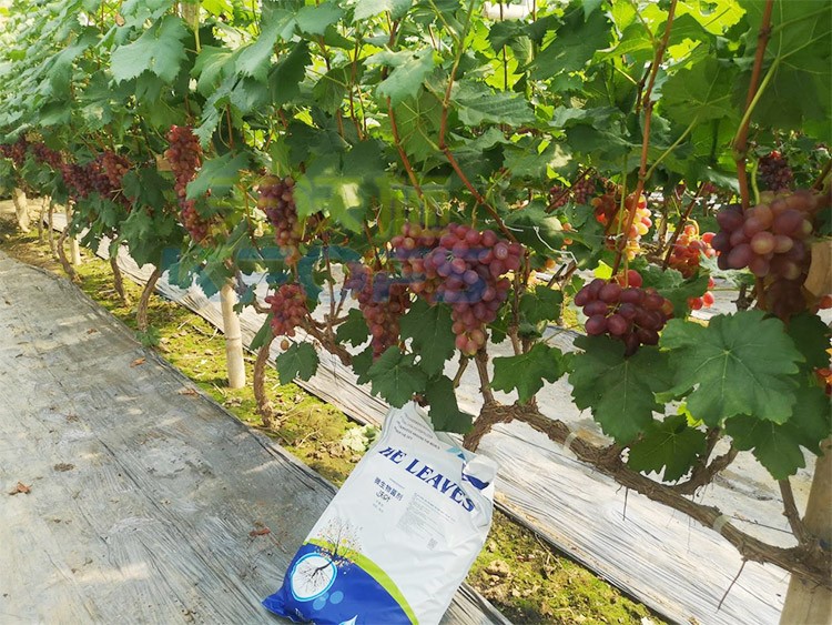 葡萄抽梢粗細不齊，如何搭配水溶肥調理？