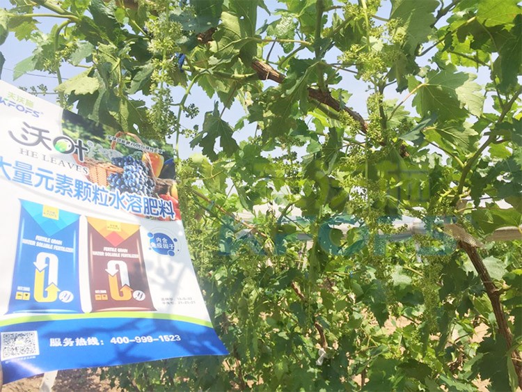 葡萄抽梢粗細不齊，如何搭配水溶肥調理？