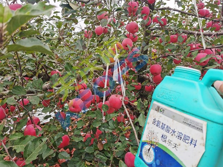 蘋果樹用什么生根肥好？看看這款！