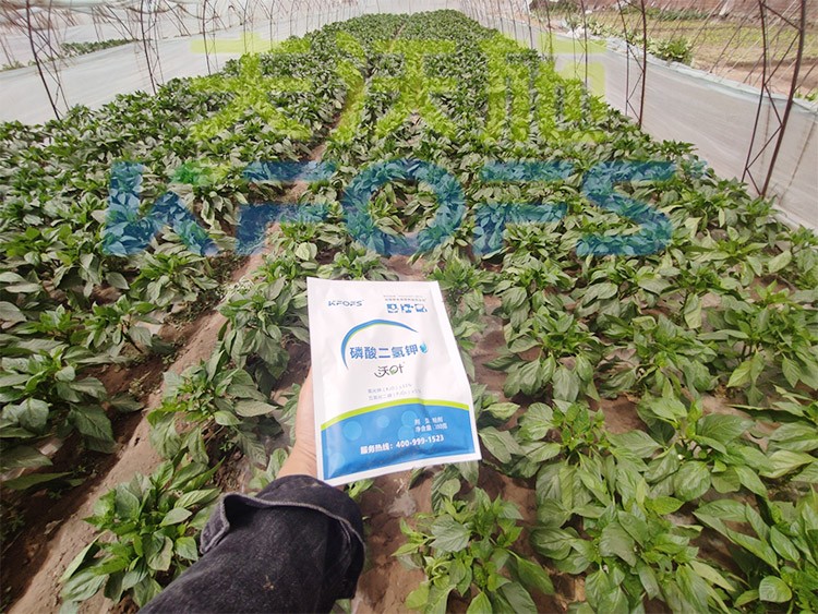 磷酸二氫鉀廠家，這家不要錯過！