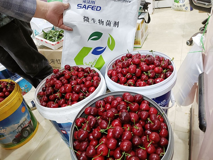 水溶肥哪家好？看完這篇不疑惑！