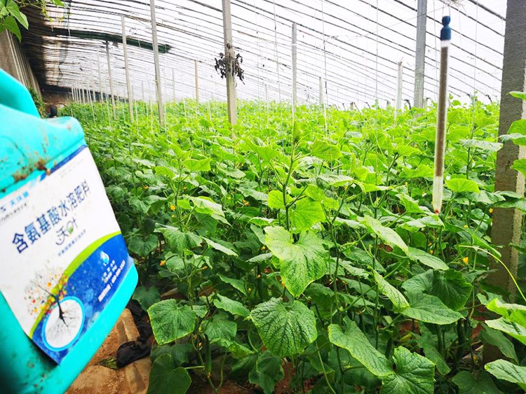 水溶肥品牌選沃葉，讓你脫穎而出！