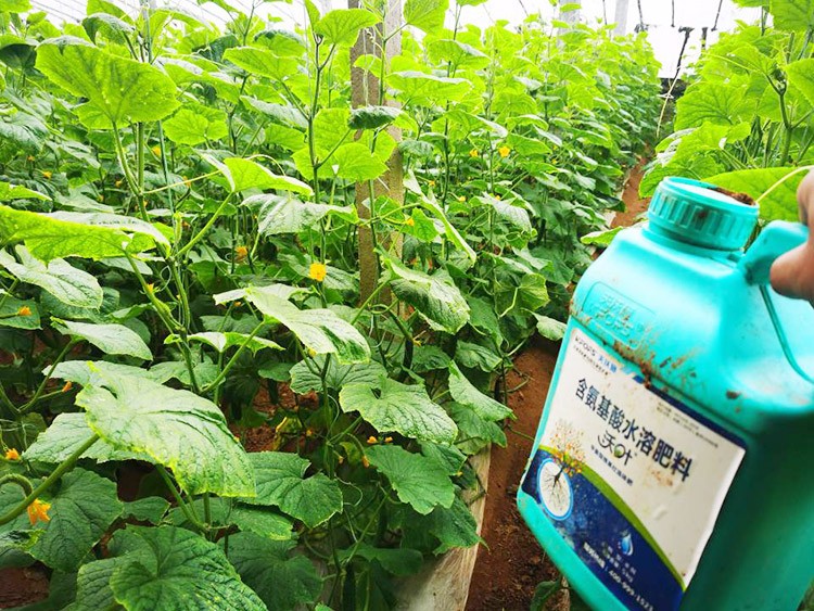 水溶肥品牌選沃葉，讓你脫穎而出！