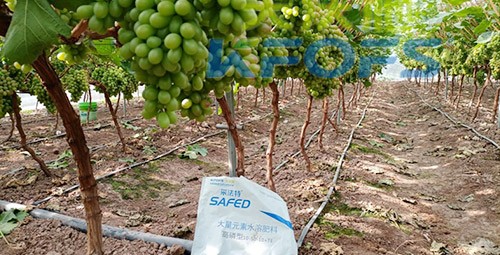 水溶肥價(jià)格高，可是用的人卻很多！