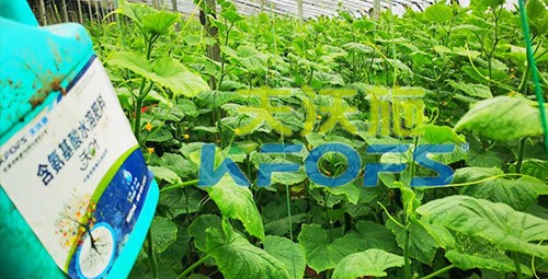 水溶肥那么多，為什么推薦你用這款？