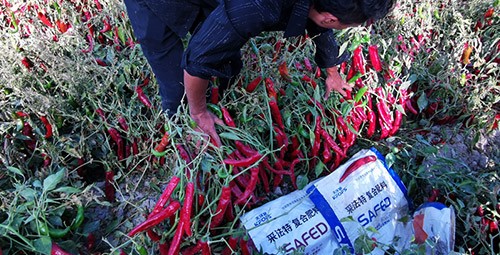 顆粒水溶肥蔬菜上該選什么樣的？