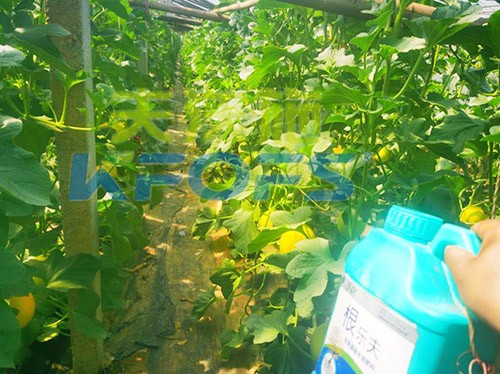甜瓜用哪個(gè)水溶肥廠(chǎng)家的產(chǎn)品好？