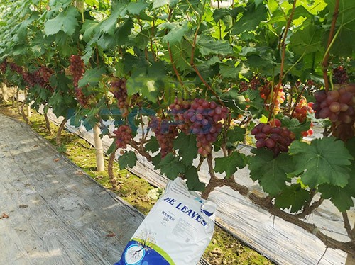 葡萄抽梢粗細(xì)不齊，如何搭配水溶肥調(diào)理？