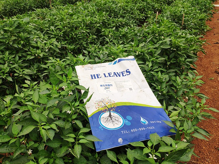 辣椒用什么水溶肥病害少？