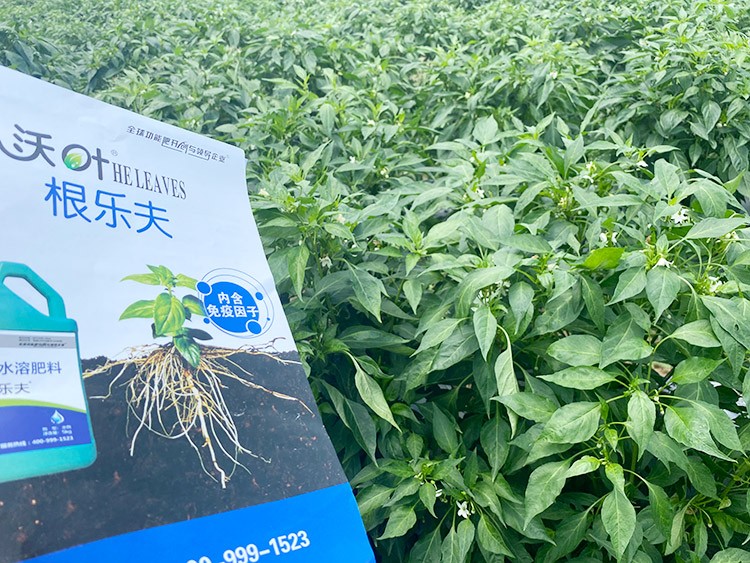 辣椒用什么水溶肥病害少？