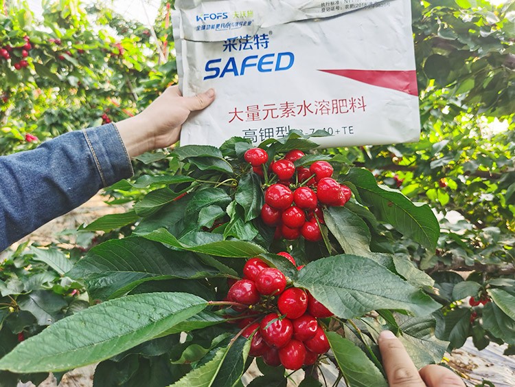 大櫻桃用什么水溶肥又大又甜？