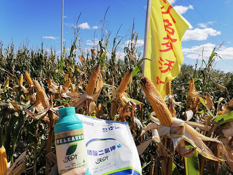 玉米葉面肥哪個(gè)品牌好？