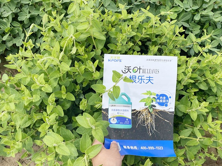 水溶肥這樣搭配使用，解決金銀花根腐黃化