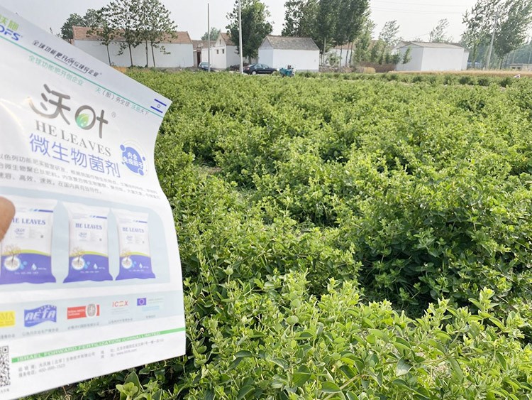 水溶肥這樣搭配使用，解決金銀花根腐黃化