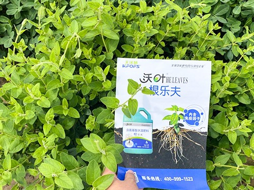 水溶肥這樣搭配使用，解決金銀花根腐黃化