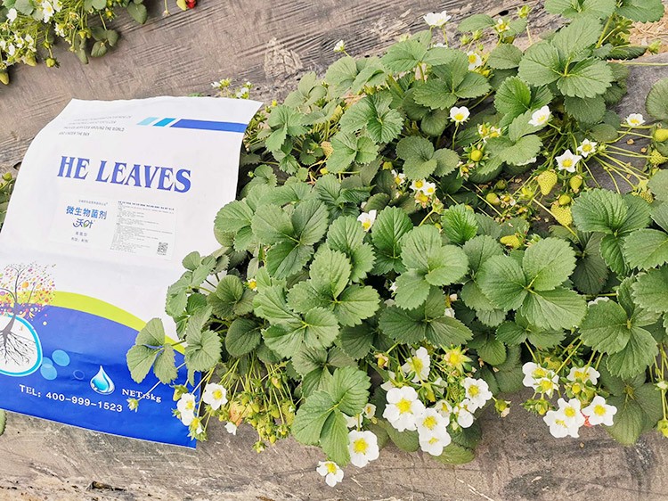 草莓微生物菌劑哪種好？別用錯(cuò)了！