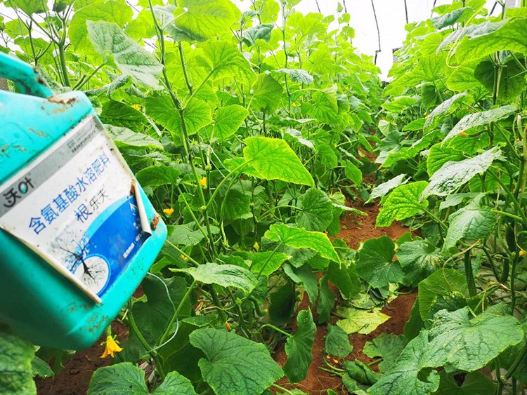 黃瓜養(yǎng)根肥料哪個好？