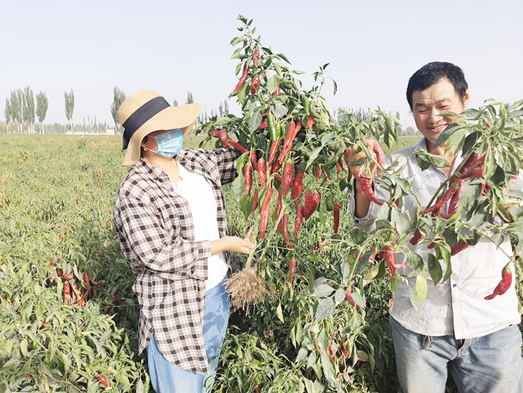 進(jìn)口水溶肥哪個(gè)牌子好？