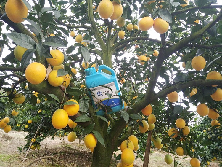 好的水溶肥是什么生產(chǎn)工藝？