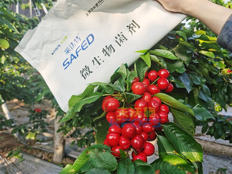 進(jìn)口水溶肥怎么選？參考這三點(diǎn)就夠了！