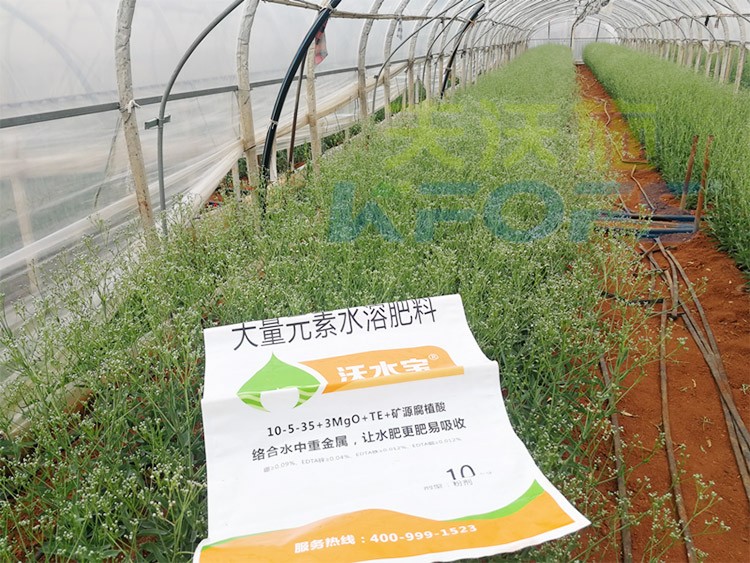 進(jìn)口水溶肥以色列的哪家好？