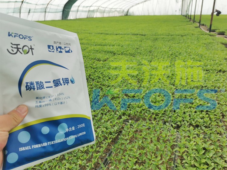 怎么選擇葉面肥廠家？看完就知道！