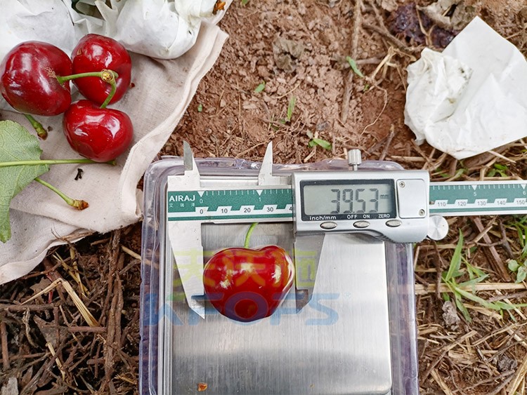 效果好的進(jìn)口水溶肥，來(lái)看這款！