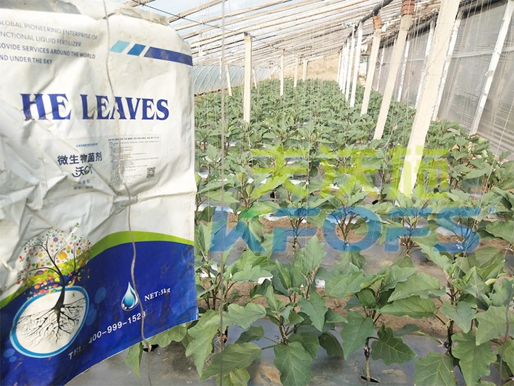 微生物菌劑怎么選擇好？