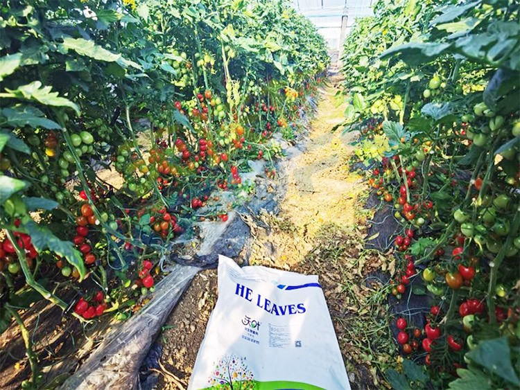 沃葉水溶肥效果怎么樣？怎么購買？