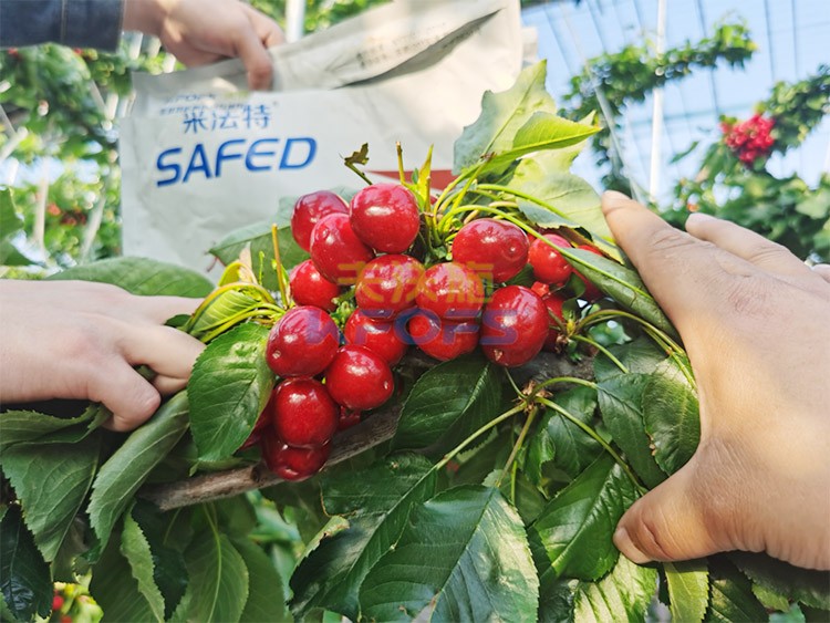 水溶肥用對(duì)了，果大果多品質(zhì)好！