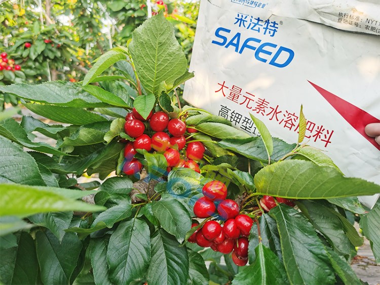 水溶肥用對(duì)了，果大果多品質(zhì)好！