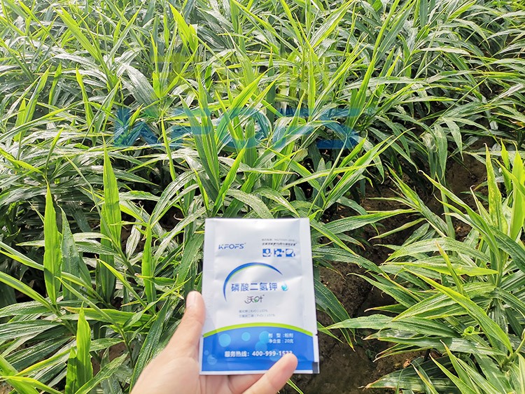 磷酸二氫鉀選這個品牌，不會錯！