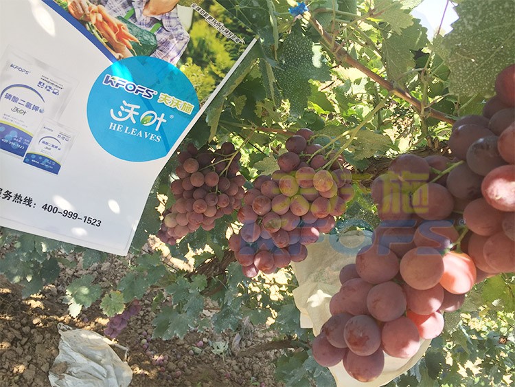 進(jìn)口磷酸二氫鉀和國(guó)產(chǎn)有什么區(qū)別？