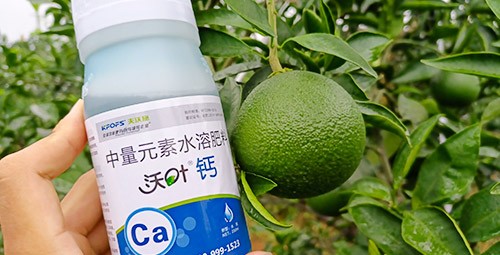 果樹補鈣用什么鈣肥好？