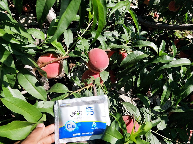果樹補鈣用什么鈣肥好？
