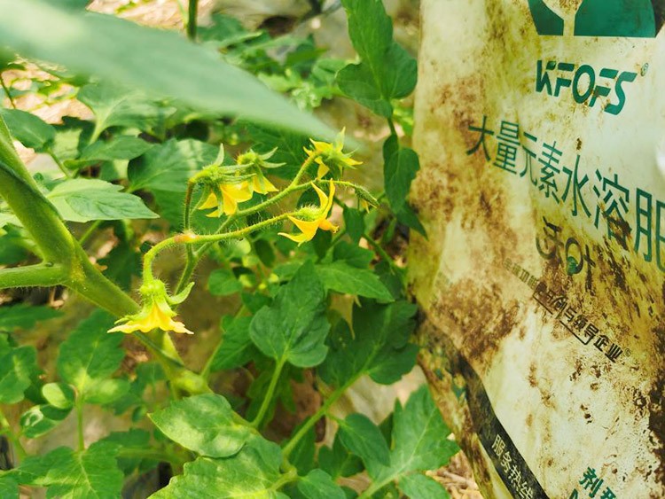 水溶肥哪種的效果好？看完別說不知道了！