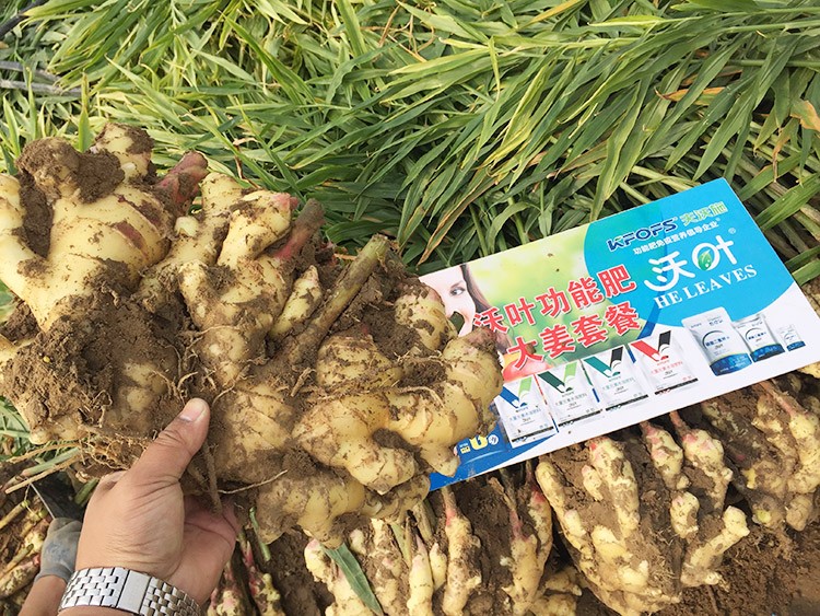 進口水溶肥還不知道沃葉？虧大了！