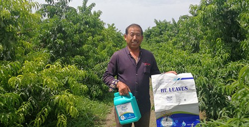 桃樹(shù)施什么肥料好，看這一篇就夠了！